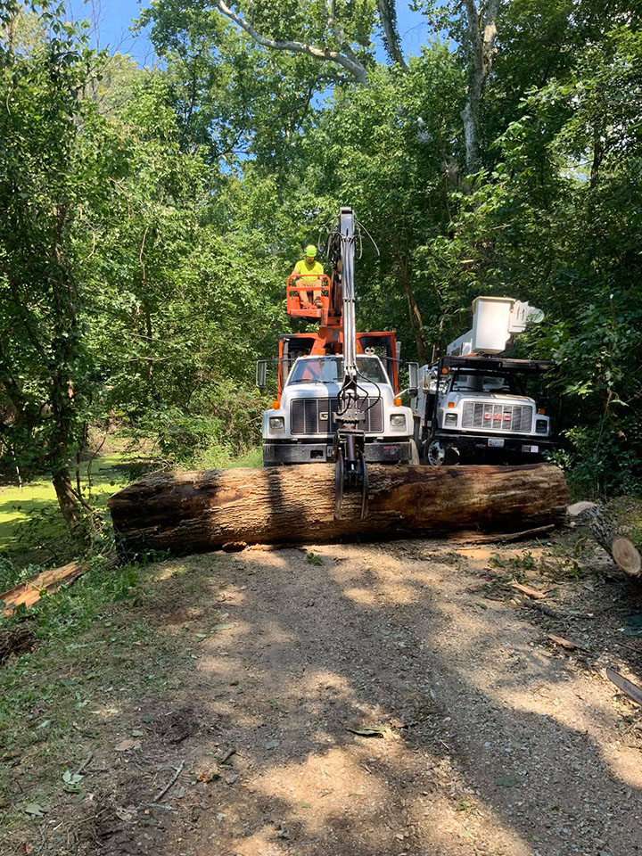Trimming and cutting down trees