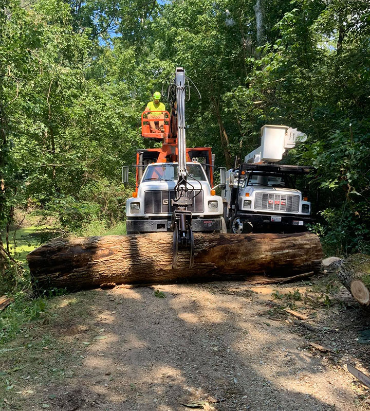 Trimming and cutting down trees