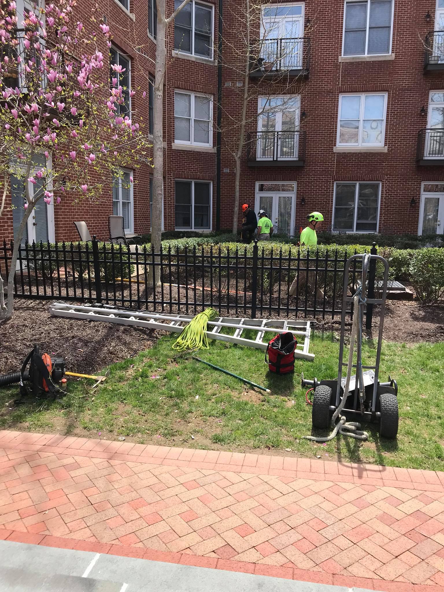 30171905_1671367072954920_2765126884592587658_o Tree trimming in Frederick