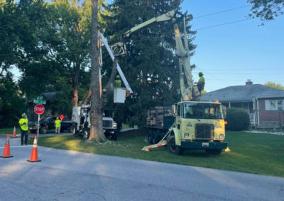 Removal of silver maple tree that was declining