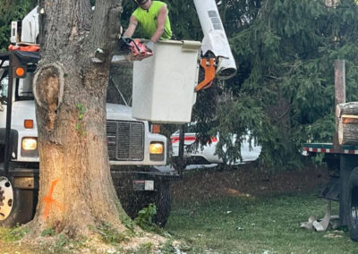 Removal of silver maple tree that was declining