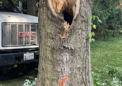 hole in the hollow tree